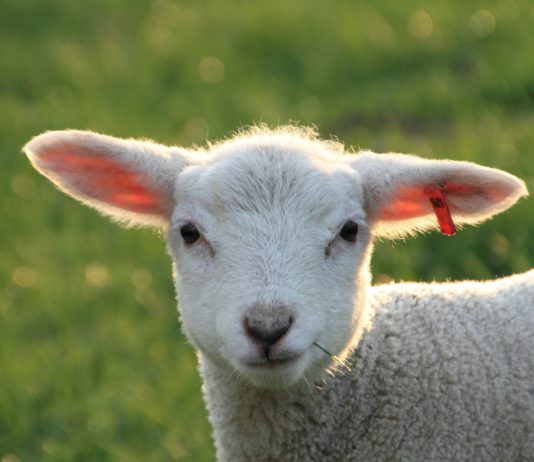 Lonja Agropecuaria de Salamanca del 30 de septiembre de 2019