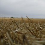 Los agricultores que pretendan segar para forraje parcelas declaradas en la Línea 309 como grano deberán comunicarlo a ASAJA