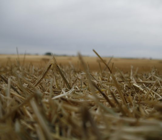 Los agricultores que pretendan segar para forraje parcelas declaradas en la Línea 309 como grano deberán comunicarlo a ASAJA