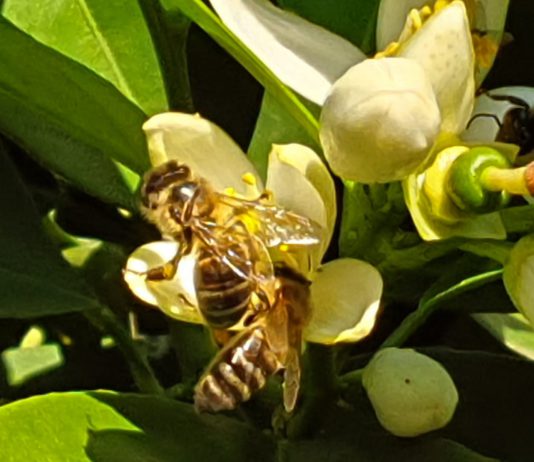 La Asociación de Apicultores estima en un 80% las pérdidas en la producción de miel debido a la sequía