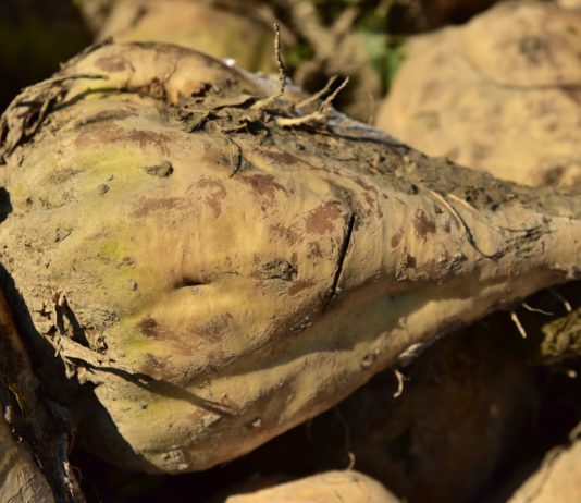 ASAJA acudirá al arbitraje para defender a los agricultores de los colectivos remolacheros