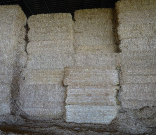 Lonja Agropecuaria de Salamanca del 3 de junio de 2019 Pacas de paja. FOTO: Verónica G. Arroyo.