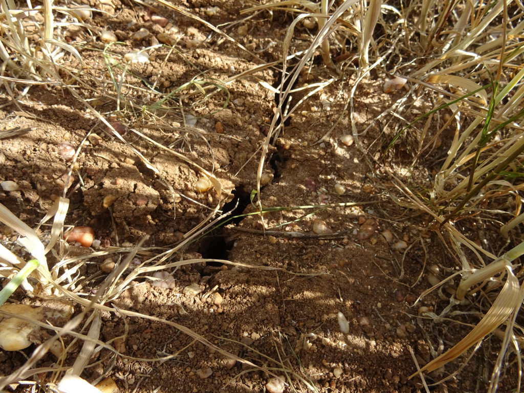 Situación de sequía en la provincia de Salamanca. FOTO: VGA