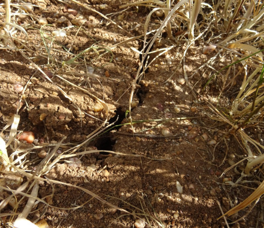 ASAJA urge a los políticos a asumir responsabilidades y aprobar medidas que palíen la sequía