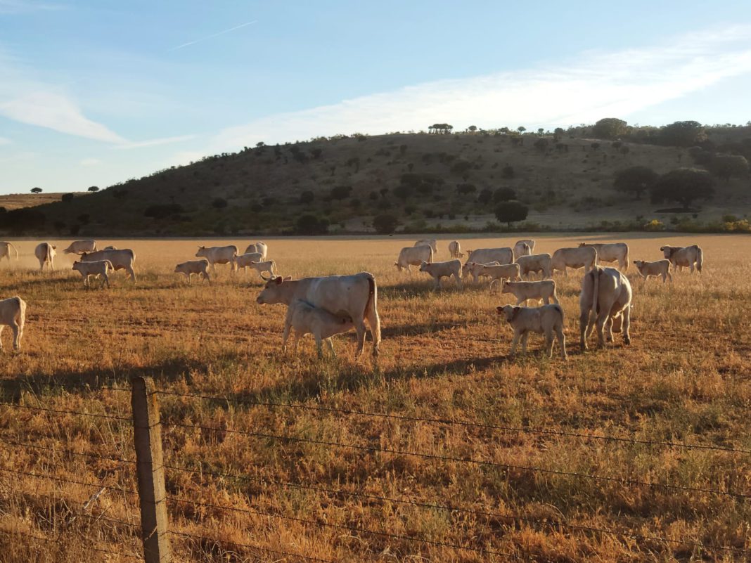 Explotación de vacuno en Sieteiglesias de Tormes, Salamanca.