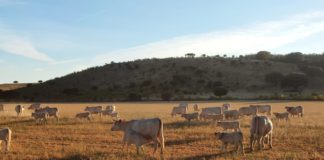 Explotación de vacuno en Sieteiglesias de Tormes, Salamanca.
