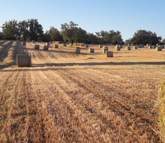 Lonja Agropecuaria de Salamanca del 24 de junio de 2019
