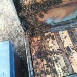 Abejas del apicultor salmantino Bernabé Gutiérrez en pleno trabajo.