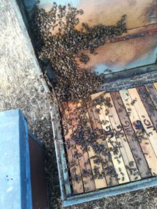 Abejas del apicultor salmantino Bernabé Gutiérrez en pleno trabajo.