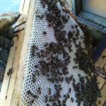 Abejas del apicultor salmantino Bernabé Gutiérrez en pleno trabajo.