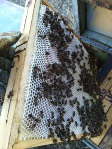 Abejas del apicultor salmantino Bernabé Gutiérrez en pleno trabajo.