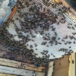 Abejas del apicultor salmantino Bernabé Gutiérrez en pleno trabajo.