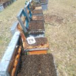 Abejas asfixiadas del apicultor salmantino Bernabé Gutiérrez..