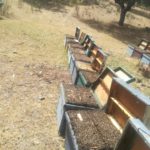 Abejas asfixiadas del apicultor salmantino Bernabé Gutiérrez..