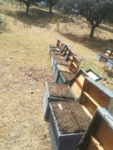 Abejas asfixiadas del apicultor salmantino Bernabé Gutiérrez..