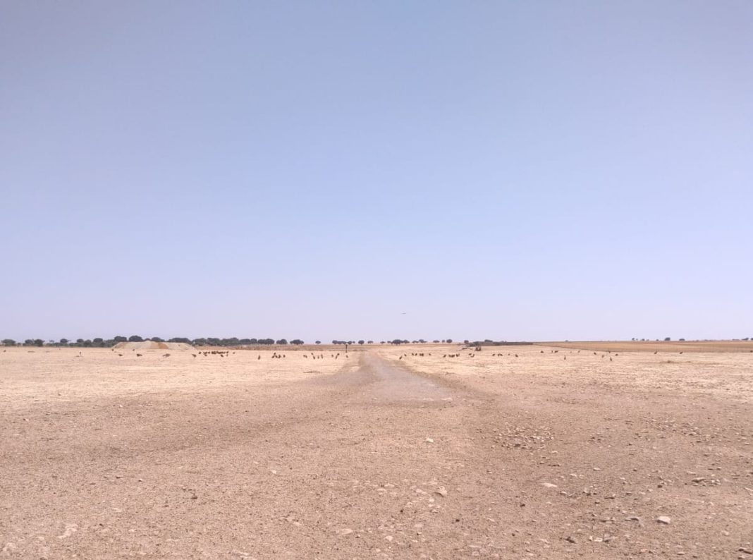 Buitres, en Éjeme, Salamanca.