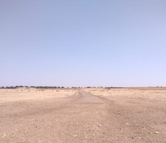 Continúan los ataques de buitres en Salamanca a ganado vivo Buitres, en Éjeme, Salamanca.