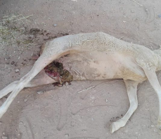 ASAJA Salamanca alerta de un nuevo ataque de buitres en Cespedosa de Tormes Oveja, muerta por buitres en Cespedosa de Tormes, Salamanca.