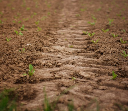 La OPA subraya la incertidumbre de los agricultores ante una mala cosecha y los vaivenes de un cultivo clave como es la remolacha