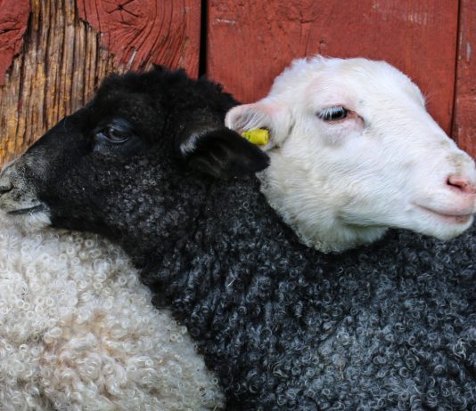 Lonja Agropecuaria de Salamanca del 7 de enero de 2020