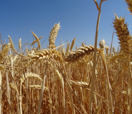 Lonja Agropecuaria de Salamanca del 5 de agosto de 2019 Campo de trigo en Valdecarros, Salamanca. FOTO: Verónica G. Arroyo