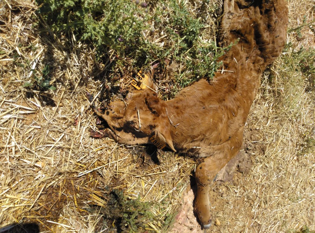 WhatsApp Image 2019-07-30 at 11.42.37