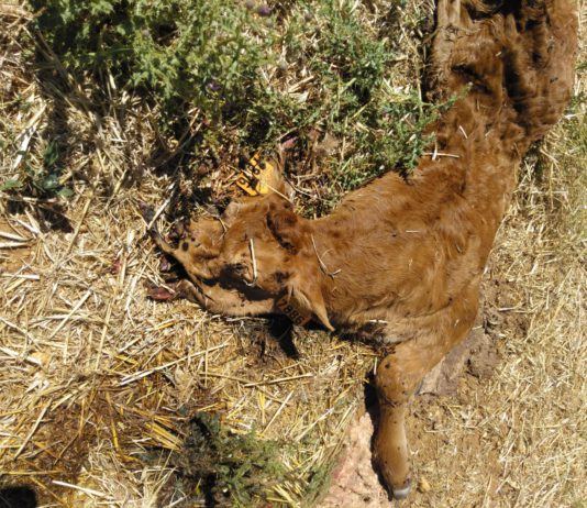 Nuevos ataques de buitres al ganado vivo