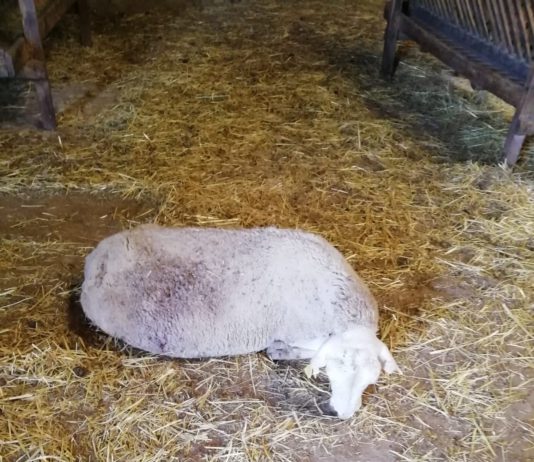 Los buitres se saldan con la vida de una oveja en Guadapero Oveja muerta en Guadapero por buitres.