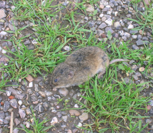 ASAJA pide que los casos de tularemia se declaren como enfermedad profesional