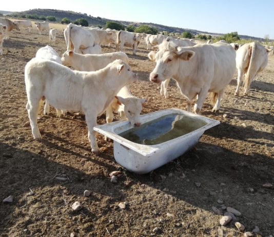 Hasta el 7 de octubre, se podrán solicitar las ayudas al abastecimiento de agua