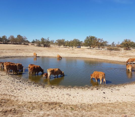 ASAJA Salamanca solicita medidas urgentes para paliar los efectos de la sequía