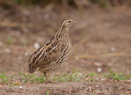 Arranca la temporada de media veda de caza