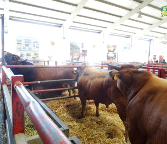 Lonja Agropecuaria de Salamanca del 16 de septiembre de 2019