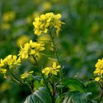 Agroseguro realiza descuentos en las pólizas del 5% de la Línea 309