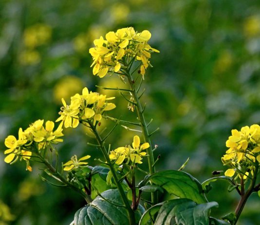 Agroseguro realiza descuentos en las pólizas del 5% de la Línea 309