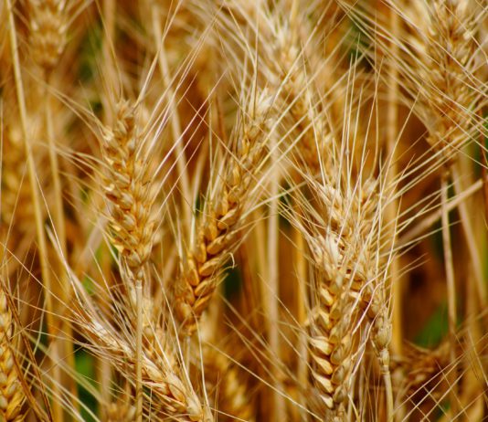 La caída de la producción mundial de trigo duro debería suponer un repunte en los precios para los productores europeos