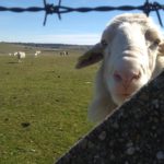 Hasta el 14 de noviembre, se podrán solicitar las ayudas por la incorporación de medidas de agroambiente y clima y de agricultura ecológica