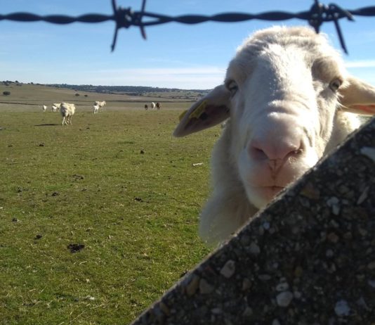 Lonja Agropecuaria de Salamanca del 23 de diciembre de 2019