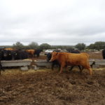 Salamanca alcanza los 617.989 animales de ganado vacuno Ganado, en la provincia de Salamanca. FOTO: VGA