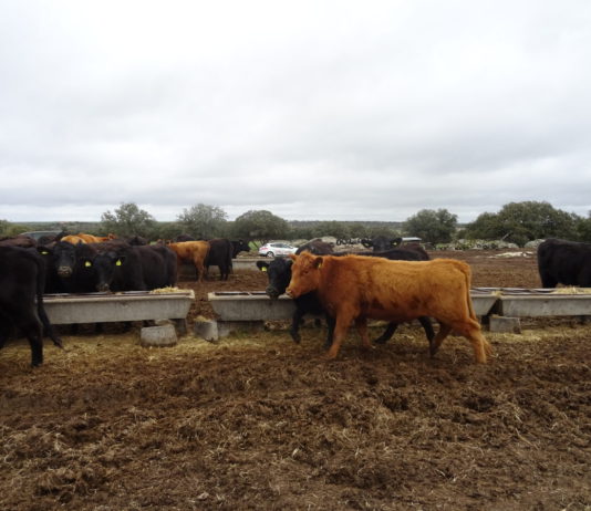 Salamanca alcanza los 617.989 animales de ganado vacuno Ganado, en la provincia de Salamanca. FOTO: VGA