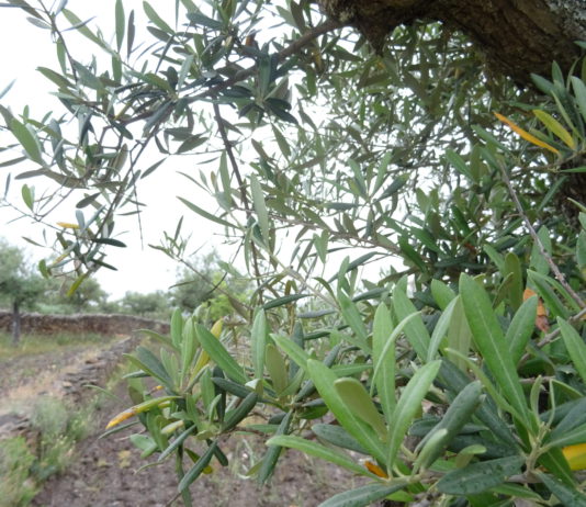 ASAJA reclama al Gobierno máxima presión internacional para evitar nuevos aranceles americanos a los productos agrarios