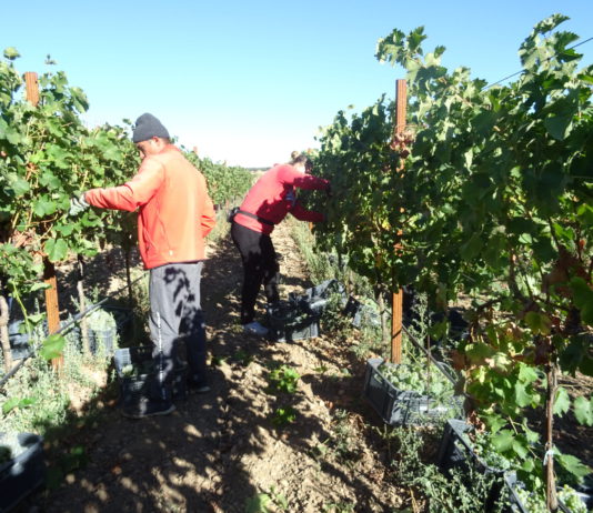 La cosecha de uva 2019 será la más corta de los últimos cinco años pero de calidad excepcional