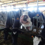 El FEGA publica en su página web los importes provisionales de las ayudas asociadas 2019 Explotación de vacas de leche en Alaraz, Salamanca. FOTO: VGA