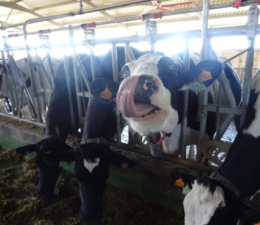 El FEGA publica en su página web los importes provisionales de las ayudas asociadas 2019 Explotación de vacas de leche en Alaraz, Salamanca. FOTO: VGA