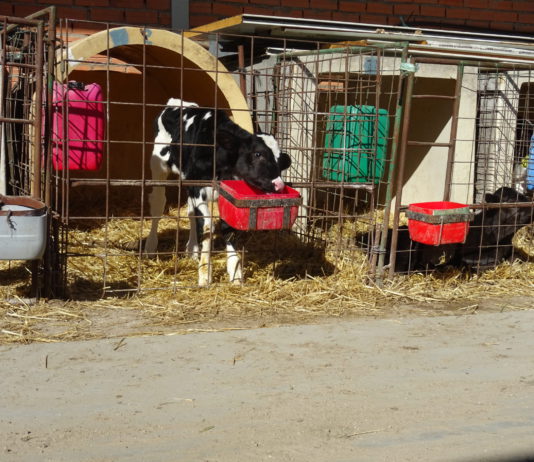 ASAJA pide a la Junta la impugnación de ordenanzas municipales que frenan el desarrollo ganadero