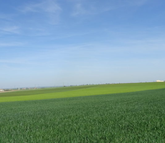 El FEGA publica el coeficiente provisional para determinar el importe del pago verde Campo en la provincia de Salamanca. FOTO: VGA