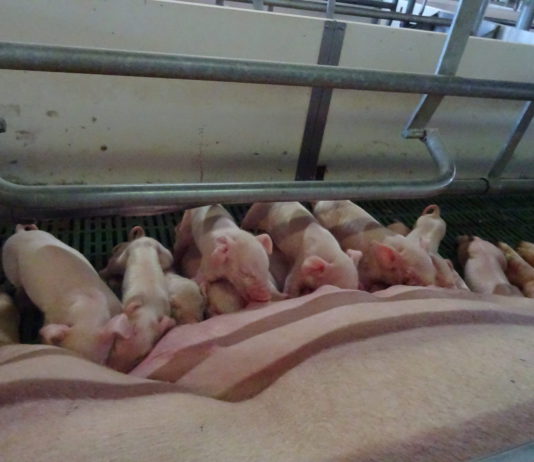 Lonja Agropecuaria de Salamanca del 4 de mayo de 2020