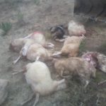 La Junta da luz verde a un estudio sobre el impacto del lobo en el oeste de la provincia Consecuencias de un ataque de lobo en Ahigal de los Aceiteros.