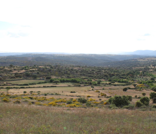 Destinados 3’7 millones de euros a obras para la infraestructura de la concentración parcelaria de Hinojosa de Duero