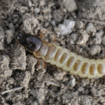 Precaución por incidencia de Zabro en los cereales de invierno